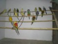 /album/galeria-de-fotos-animais/red-rumped-jpeg/